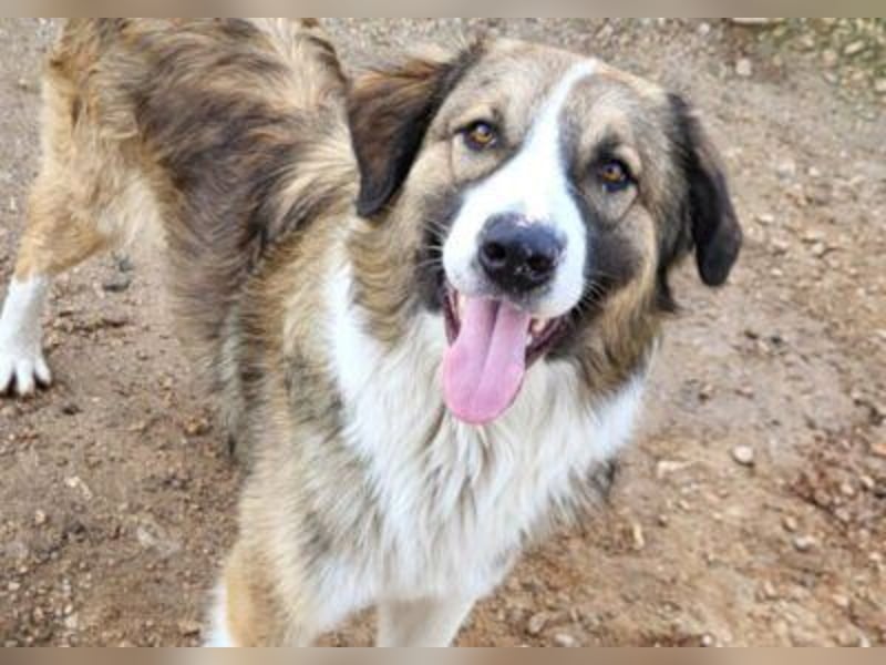 Energiebündel Jonesy - sucht Liebe und Halt