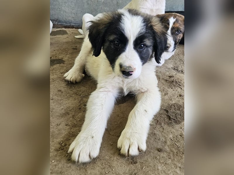 Lando, geb. ca. 02/2025, lebt in GRIECHENLAND, auf einer privaten Pflegestelle