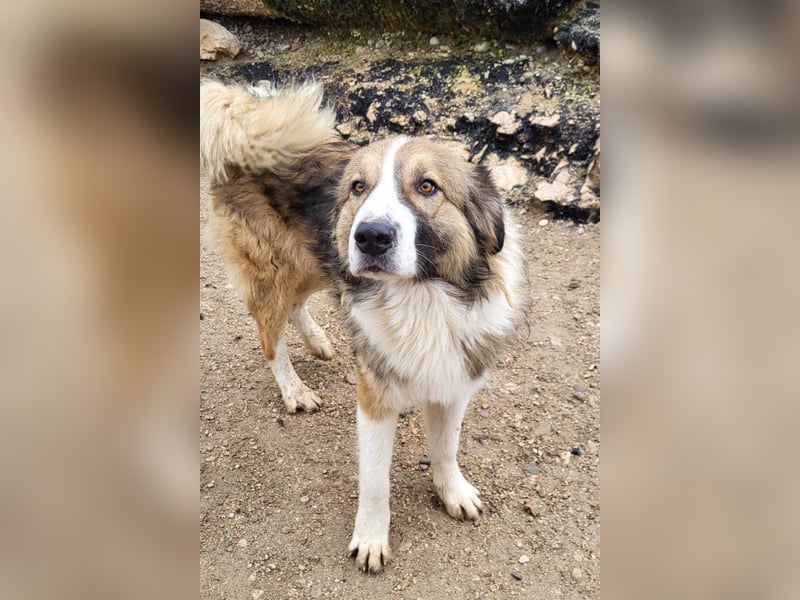 Lebensfroher Jonesy sucht Zuhause