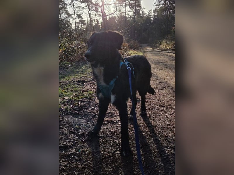 Sienna - fröhlicher Schäfi-Mix, wartet bereits in 45289 Essen