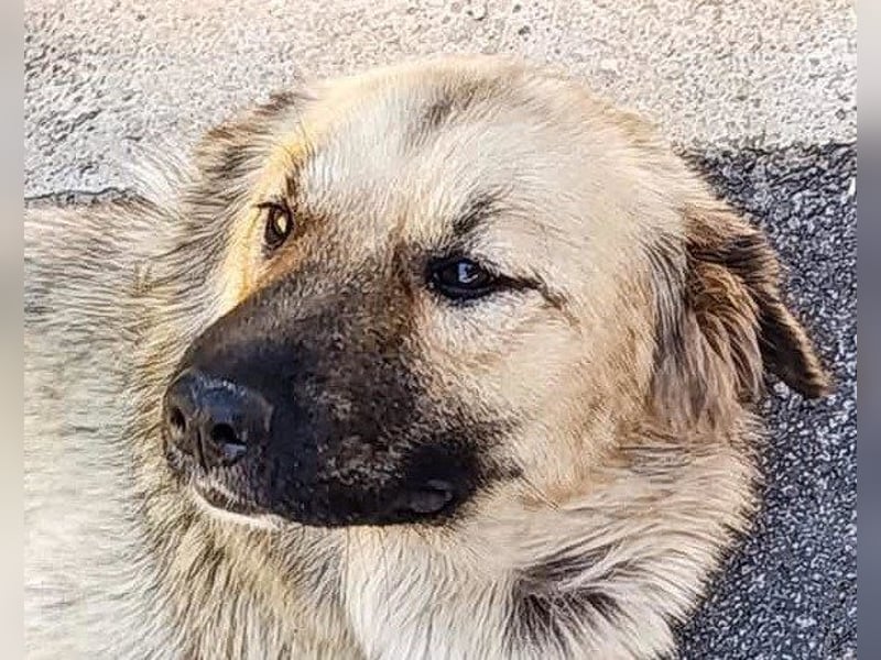 Liebste ♥ Lina ♥ so freundliche Hündin sucht Wärme und Treue