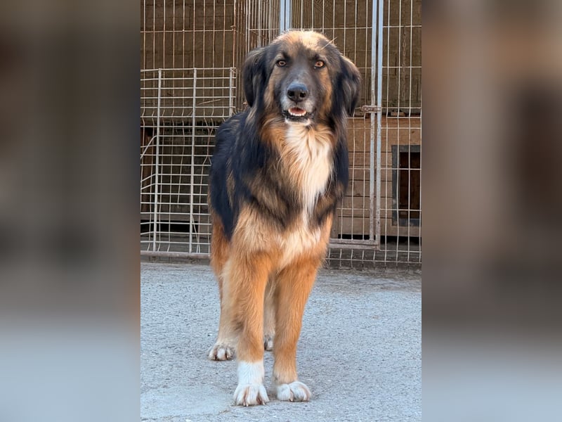 Bogo ♥️ ungeschliffener Schatz auf 4Pfoten