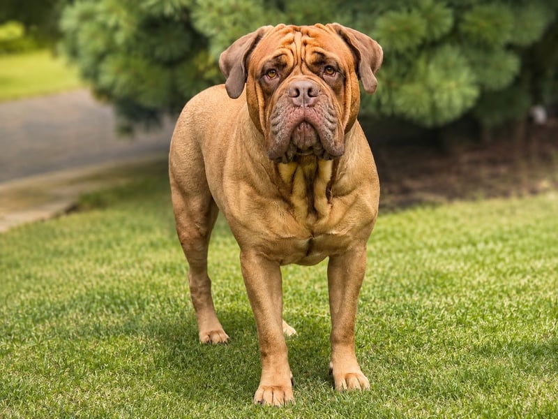 Deckrüde Bordeauxdogge × American Bulldog × Boxer Mix | 3 Jahre | 50 kg | 60 cm Schulterhöhe