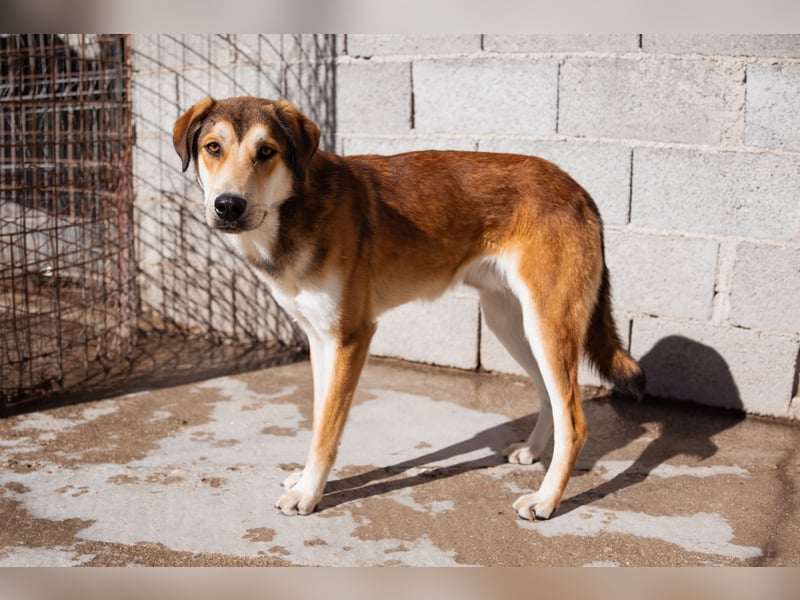 Luki ❤️ aufgeschlossener, lieber & verspielter Rüde!