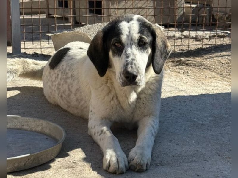 Ananda ❤️ liebe, treue Fellfreundin fürs Leben