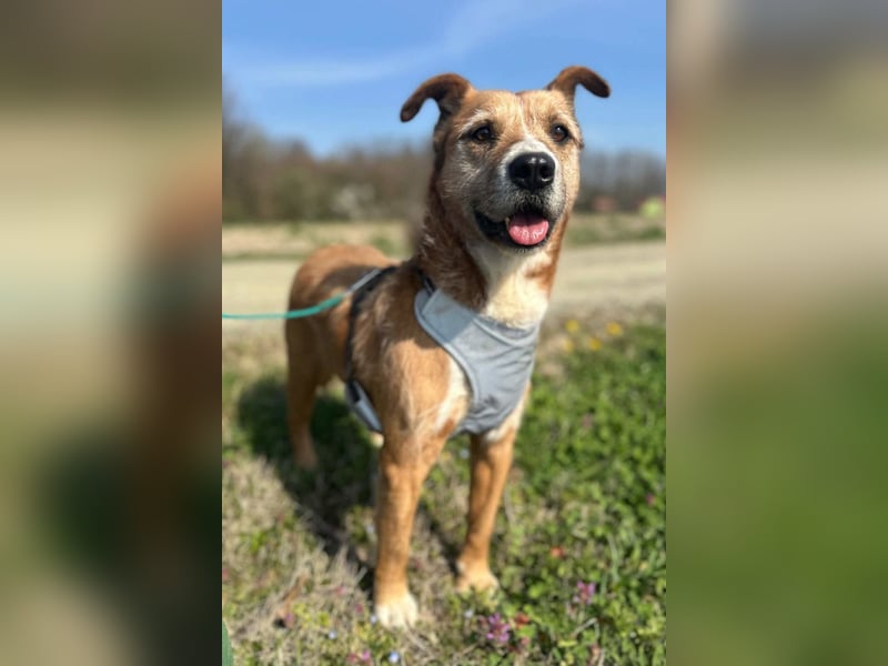 Floki ❤️ freundlich & so menschenbezogen