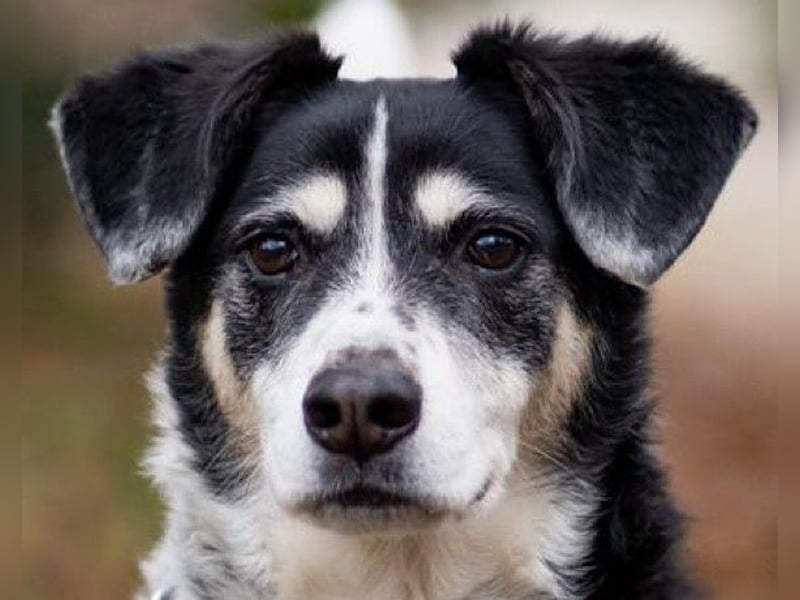 Liebster OldBoy ♥Rocky♥ wartet in 21640 Bliedersdorf auf sein so verdientes Lebensglück