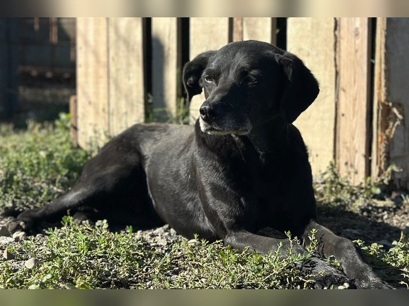OldBoy ♥ Audi ♥ ein so lieber Schatz sucht sein verdientes Für-Immer-Körbchen