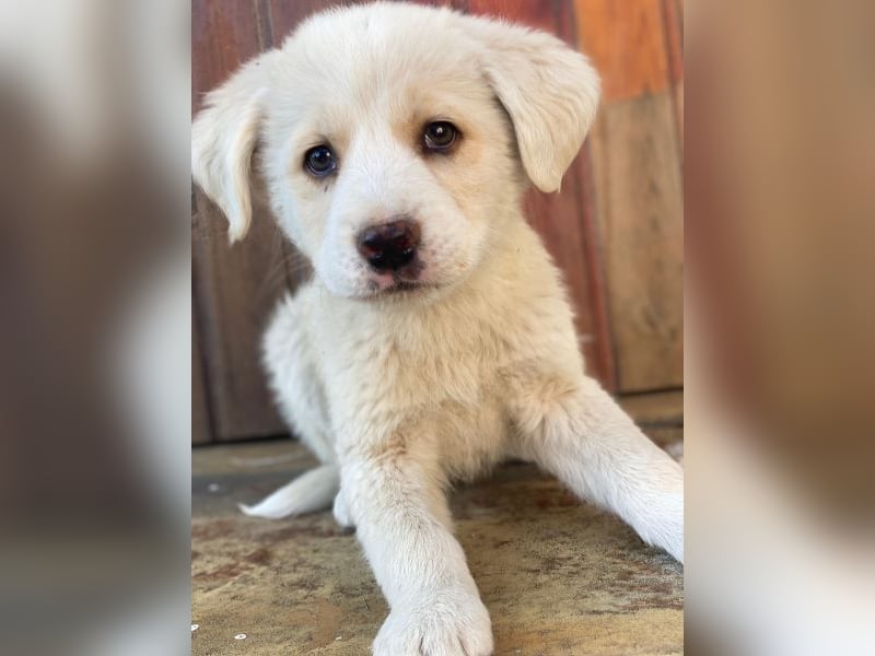 Nacho, geb. ca. 03/2026 , lebt in GRIECHENLAND, auf einer privaten Pflegestelle