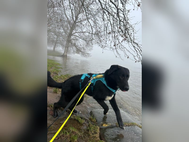 Cosmo - junger charmanter Schäfi-Mix-Bub wartet bereis in 55116 Mainz