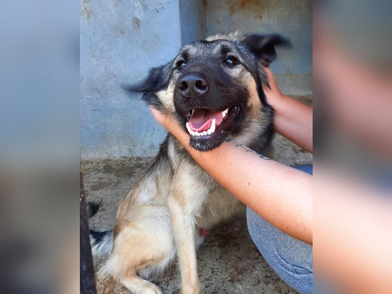 Schenkst du Buster ein tolles Zuhause?