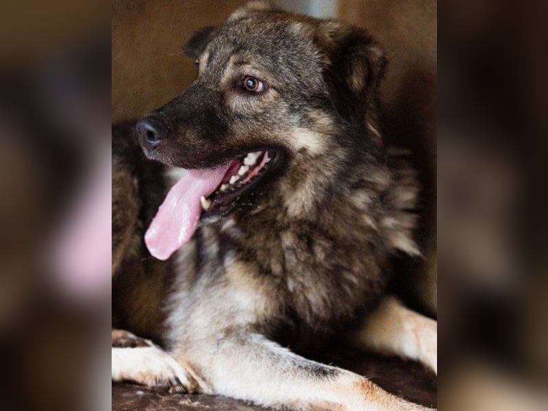 Zauberhafter Zorro-darf er einziehen? ❤