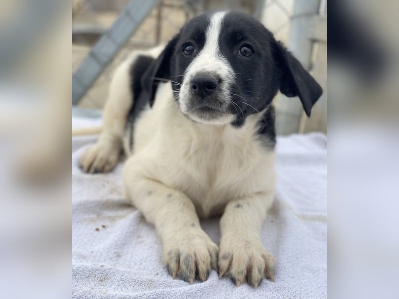 Fedra, geb. ca. 01/2024, lebt in GRIECHENLAND, im städt. Tierheim Serres