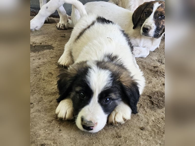 Lando, geb. ca. 02/2025, lebt in GRIECHENLAND, auf einer privaten Pflegestelle