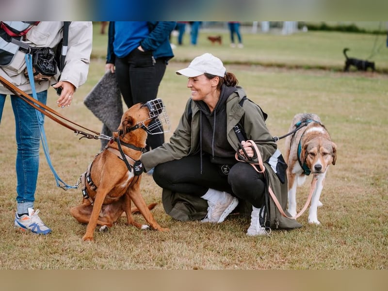 Rüde Moritz sucht aktives Zuhause