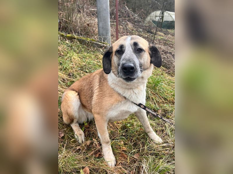 Liebste ♥ Tina ♥ aktive und kinderfreundliche Familienhündin