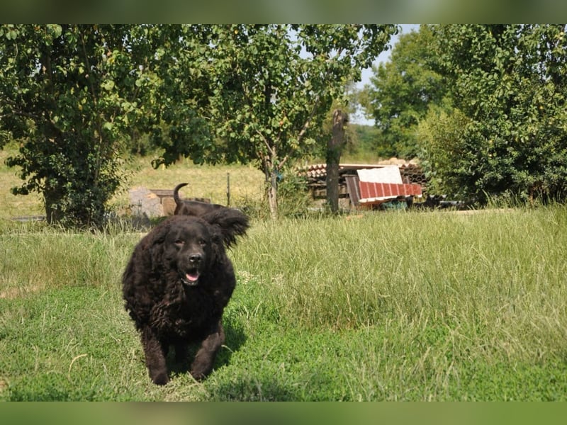 OldBoy  Đoni  sucht seine treuen Menschen