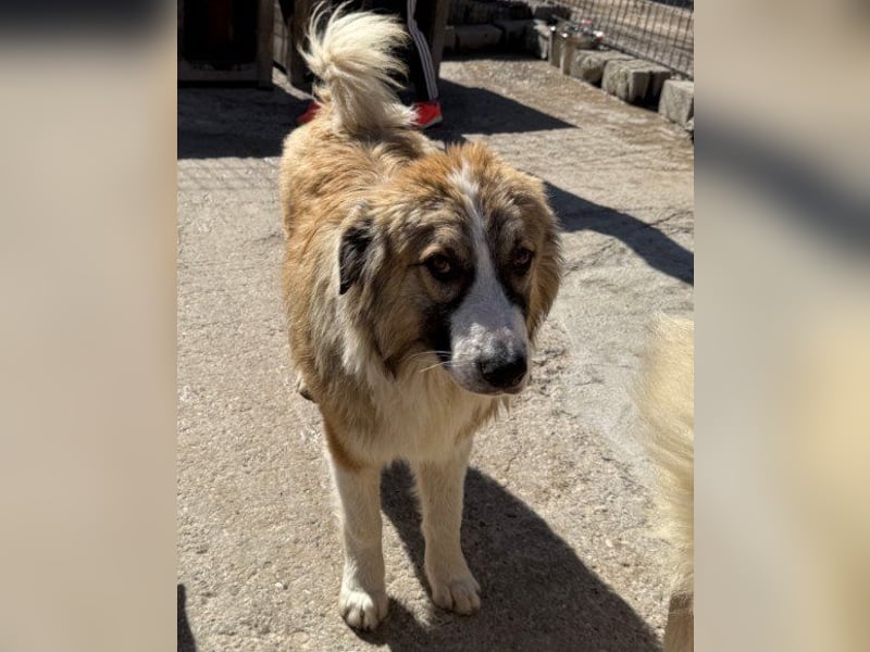 Energiebündel Jonesy - sucht Liebe und Halt