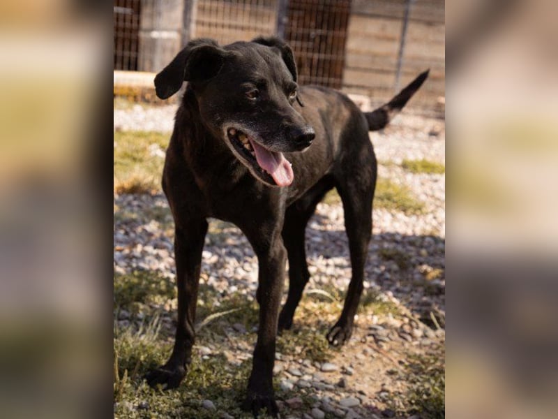 OldBoy ♥ Audi ♥ ein so lieber Schatz sucht sein verdientes Für-Immer-Körbchen