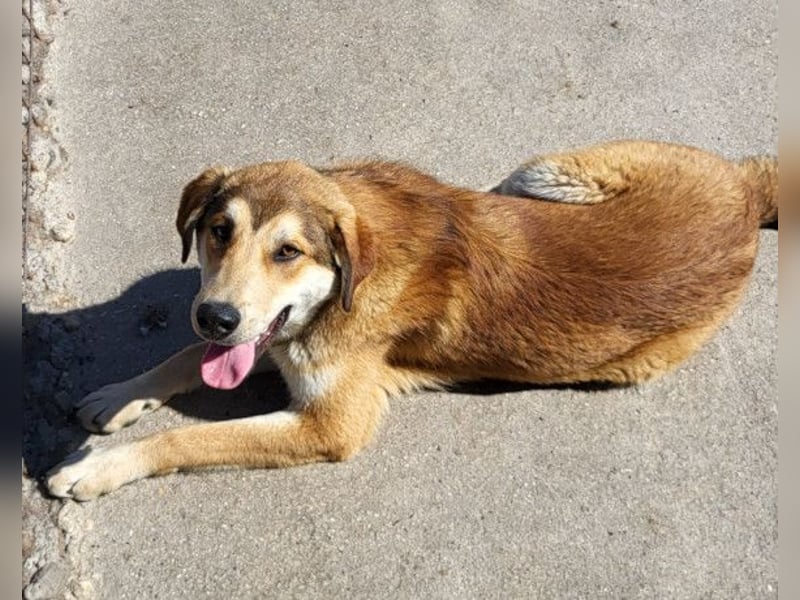 Luki ❤️ aufgeschlossener, lieber Junghund!