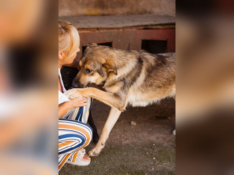 Mix-Rüde ♥Marco♥ ein Familienhund; ein Herz von Hund