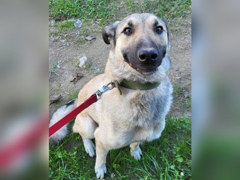 ♥Fly♥ eine herzliche, treue Fellfreundin