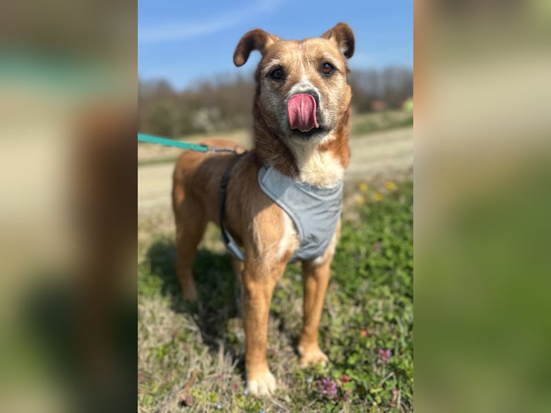 Floki ❤️ freundlich & so menschenbezogen