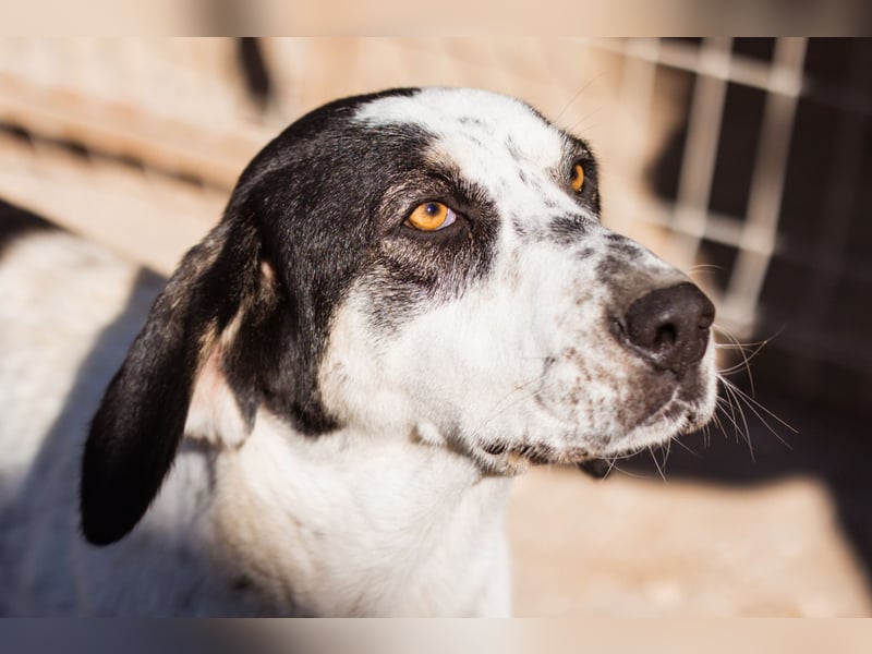 Ananda ❤️ liebe, treue Fellfreundin fürs Leben