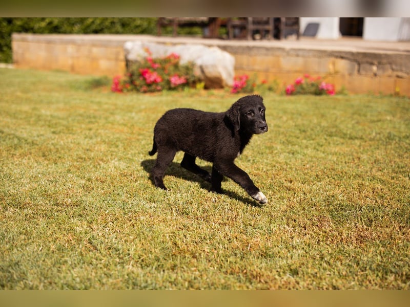 Cosmo - junger charmanter Schäfi-Mix-Bub