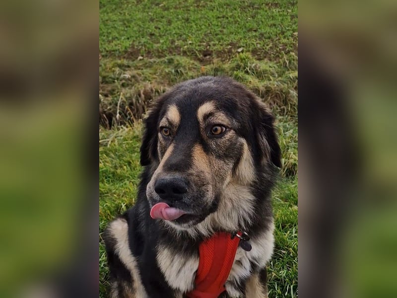 Aramis ❤️ wartet in 50169 Kerpen auf dich