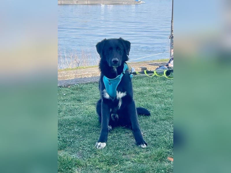 Cosmo - junger charmanter Schäfi-Mix-Bub wartet bereis in 55116 Mainz