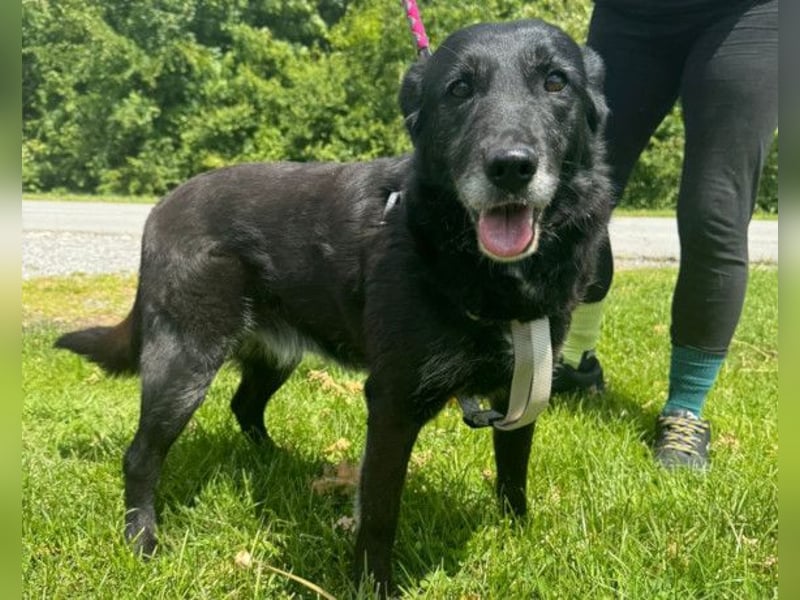 OldLady Gita ♥️ die pure Herzenshündin