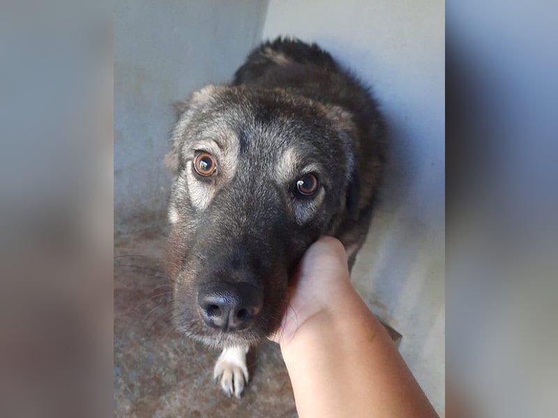 Zauberhafter Zorro- darf er einziehen?❤