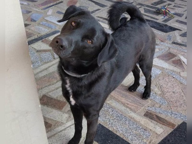 SCOOBY❤️lebensfroher, aktiver Lausbub und sehr menschenbezogen