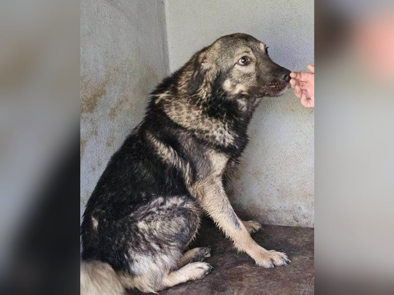 Zauberhafter Zorro- darf er einziehen?❤