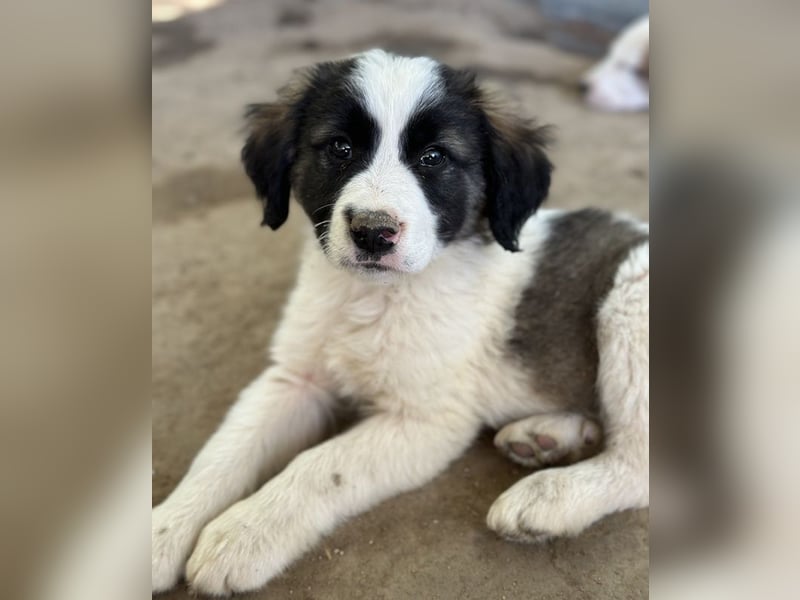 Lando, geb. ca. 02/2025, lebt in GRIECHENLAND, auf einer privaten Pflegestelle