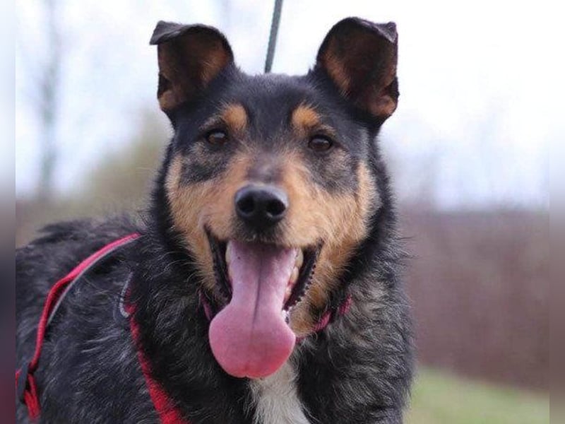 Schatz Teri: sehr freundlicher Gefährte