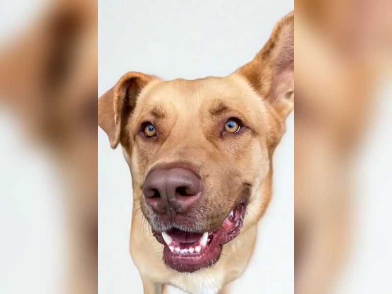 Guapo ❤️ verspielter, aktiver Rüde!