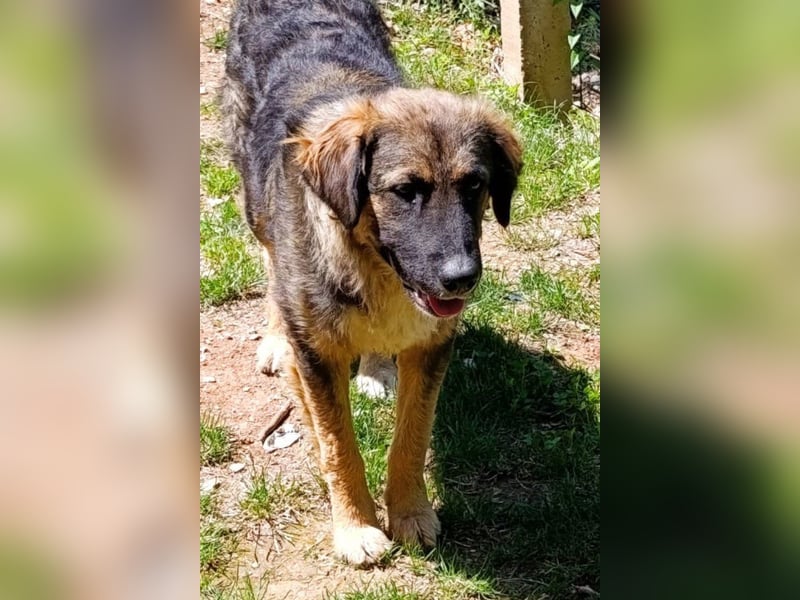 Mix-Bub Manato - ein toller Jungrüde; lieb, sozial, freundlich