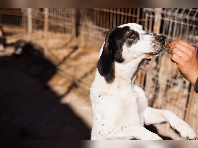 Ananda ❤️ liebe Fellfreundin fürs Leben