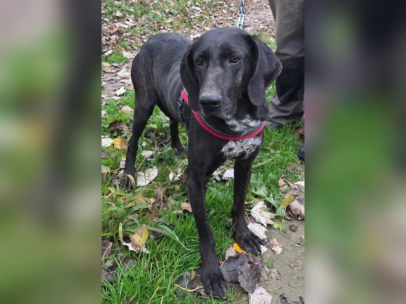 Pointer-Mix-Lady Daria: ein Herz aus Fell