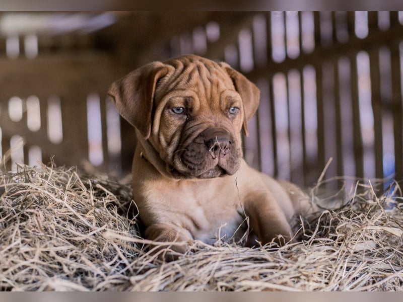 Deckrüde Bordeauxdogge × American Bulldog × Boxer Mix | 3 Jahre | 50 kg | 60 cm Schulterhöhe