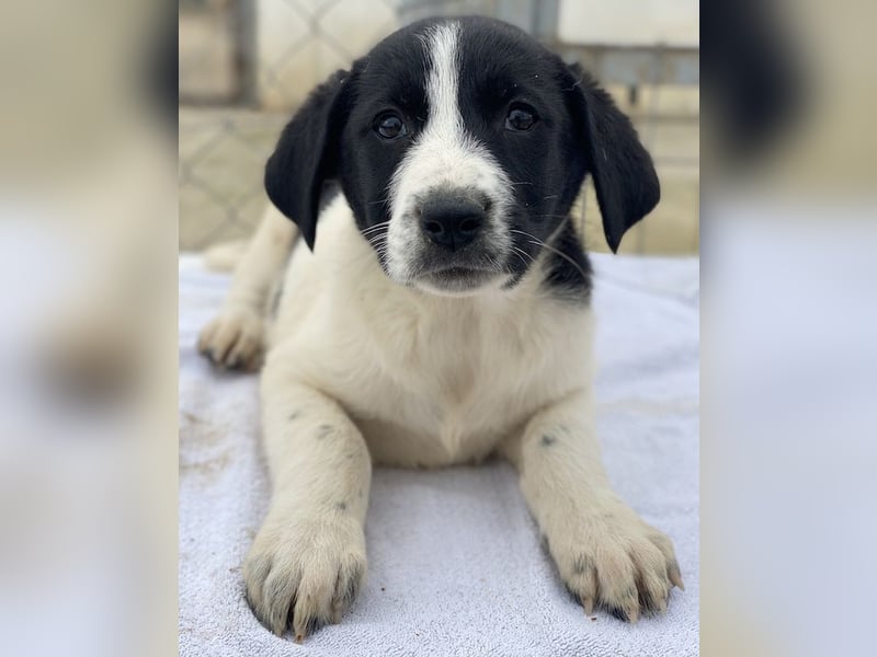 Fedra, geb. ca. 01/2024, lebt in GRIECHENLAND, im städt. Tierheim Serres