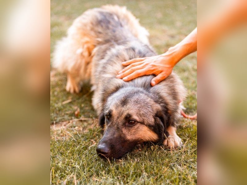 Schenkst du Buster ein tolles Zuhause?