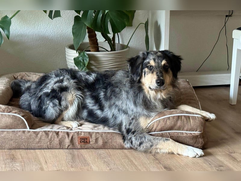 Sensibler Jungrüde ♥BALU♥ wartet bereits in 59174 Kamen