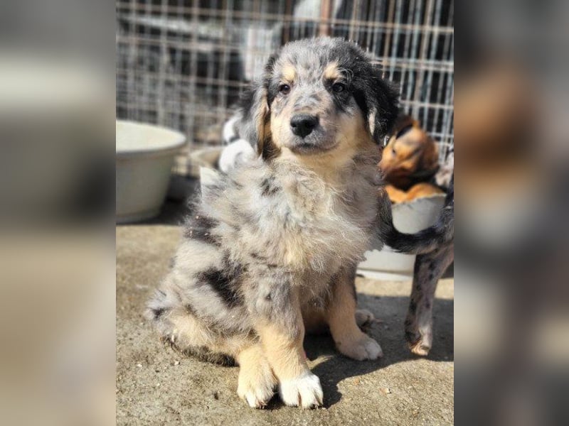 Sensibler Jungrüde ♥BALU♥ wartet schon in 59174 Kamen auf seine Für-Immer-Menschen