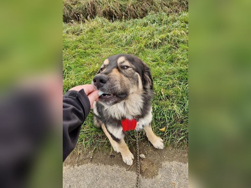 Aramis ❤️ wartet in 31812 Bad