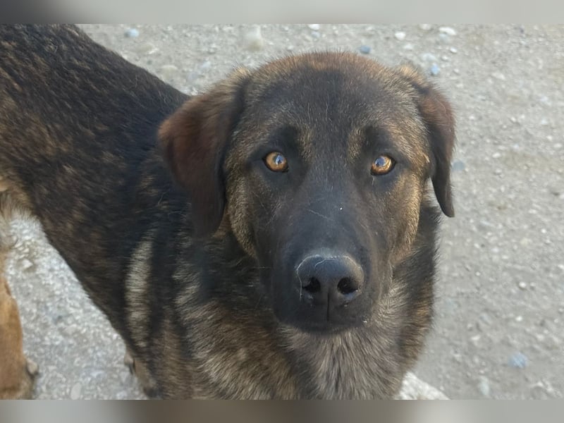 Pico ❤️ junger verschmuster, liebevoller Rüde