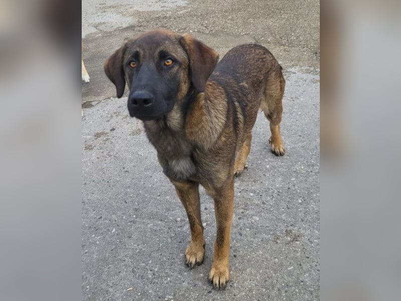 Kleiner, feiner Pico ❤️ sucht Schutz & Liebe Kleiner, feiner Pico ❤️ sucht Schutz & Liebe