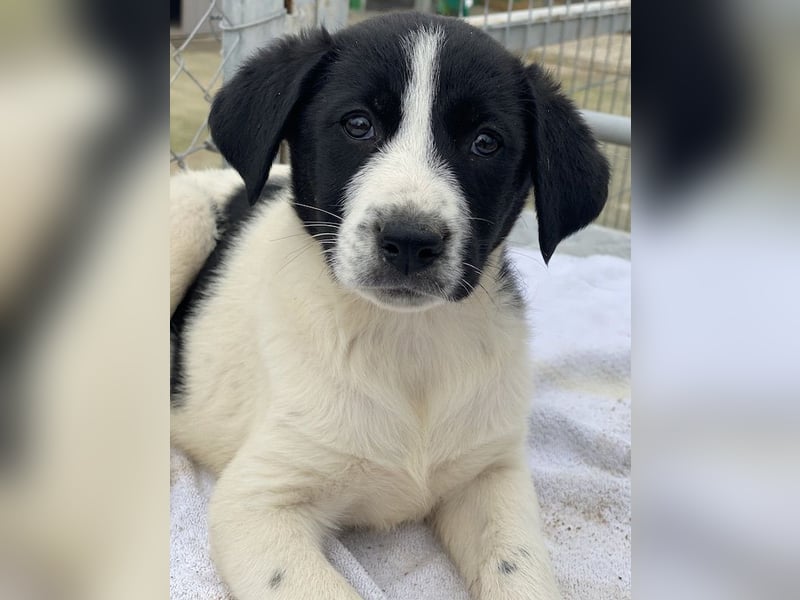 Fedra, geb. ca. 01/2024, lebt in GRIECHENLAND, im städt. Tierheim Serres